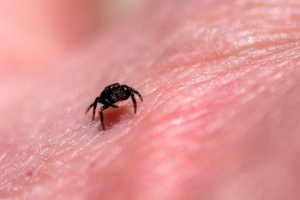 Який павук найменший на землі - без збільшувального скла або мікроскопа не може зробити Який павук найменший на землі - без збільшувального скла або мікроскопа не може зробити